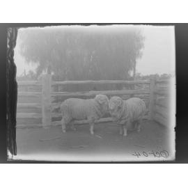 Two sheep, October 1904