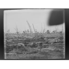 Landscape of fallen trees, 1906
