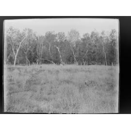 Paddock near [Tungara], 1906