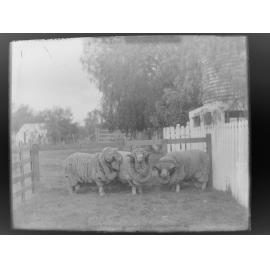 Three sheep
