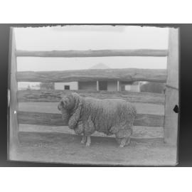 Stud ram, 181