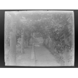 Grapevines on trellis at [Welltown]