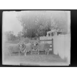 Stud Rams 278, 284, 189 