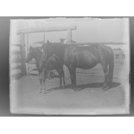 Horse and foal