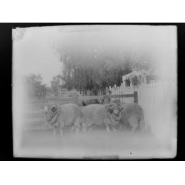 Stud Rams 3. 266, 186