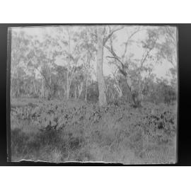 Bushland with prickly pears, 1906