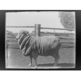 Special Stud, 262 Spt 1906 [A sheep]