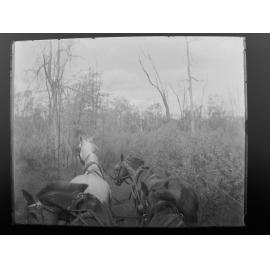 View from horse-drawn carriage crossing Morris Range [?] track, 30 October 1906
