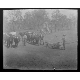 Bullock team ploughing a field