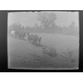 Bullock team ploughing uphill