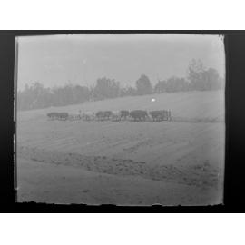 Bullock team ploughing fields