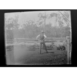 Man with sheep running in the yards, 1906 