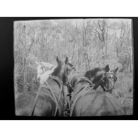 On the road to Welltown, view from horse-drawn carriage through bushland