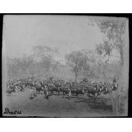 Men on horseback, droving up a mob of cattle, 1904