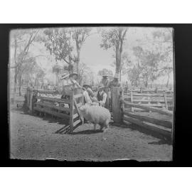 Inspecting sheep in the yards