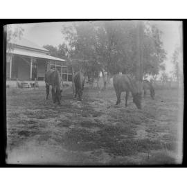 Four horses grazing. Xmas 1919