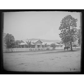 Horse standing under tree outside a Court House