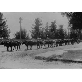 Bullock team, [Hillgrove]