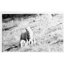 Ewe with lambs