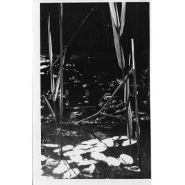 Water lilies