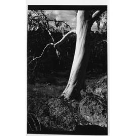Gum tree