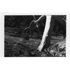 Gum tree