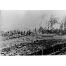 Banana plantation