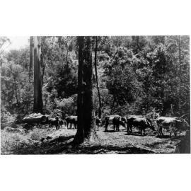 Bullock teams hauling logs from forest