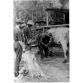 Blacksmith shoeing a Bullock
