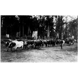 Bullock teams