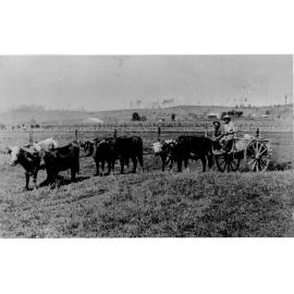 Bullock team - three pairs hauling a two wheeled cart