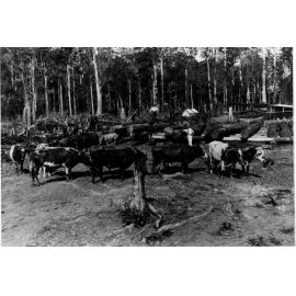 Bullock teams