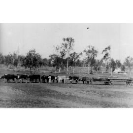Bullock teams