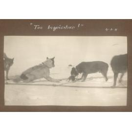 "Too Inquisitive!", 1911