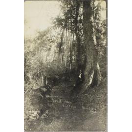 Forest Glade, Dorrigo