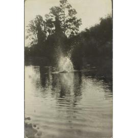Splash, Dorrigo