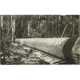 A felled Dorrigo Pine