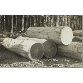 Hoop Pine Logs