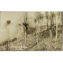Burning Scrub, Dorrigo