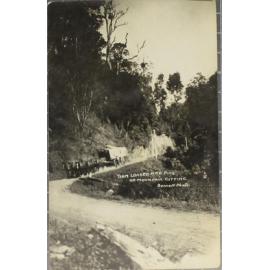 Team Loaded with Pine on Mountain Cutting