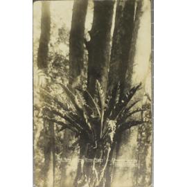 The Home of the Bird-Nest, Dorrigo Scrub