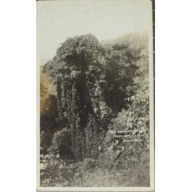Tree draped with vines, Dorrigo Mountain