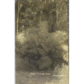 Ferns, Dorrigo Scrub