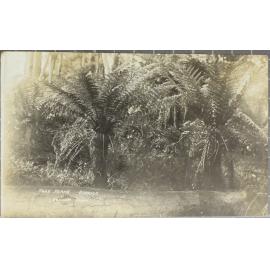 Tree Ferns, Dorrigo