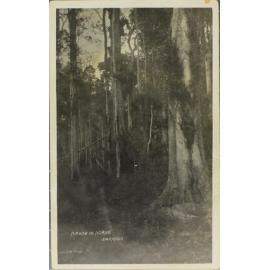 A Path in the Scrub