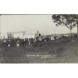 Milking Time on Dorrigo Farm