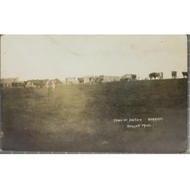 Cows on Pasture, Dorrigo