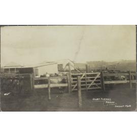 Dairy Farming, Dorrigo