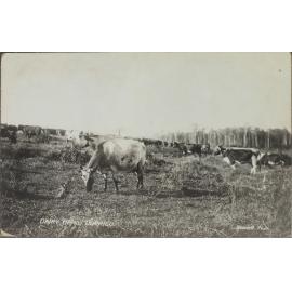 Dairy Herd, Dorrigo