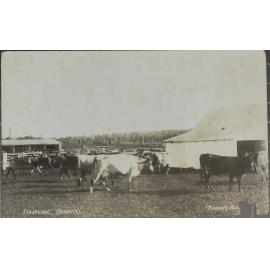 Dairying, Dorrigo